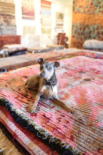 Augusto Fine Rugs Boise Idaho 22 1